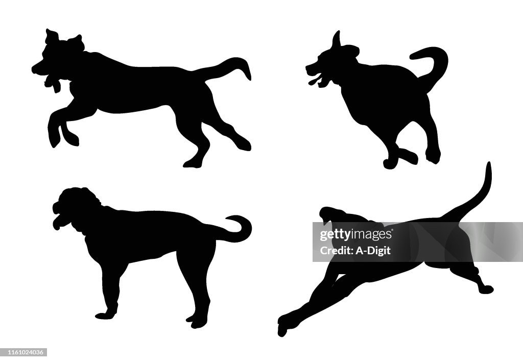 Active Dog