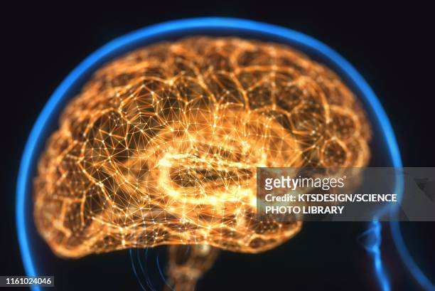 human brain, illustration - nervous system foto e immagini stock