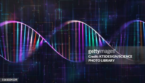 dna molecule, illustration - helix model stock pictures, royalty-free photos & images
