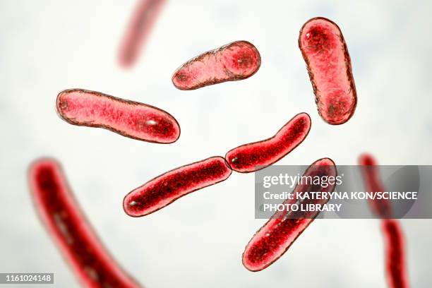Faecalibacterium Prausnitzii Bacteria Illustration High-Res Vector