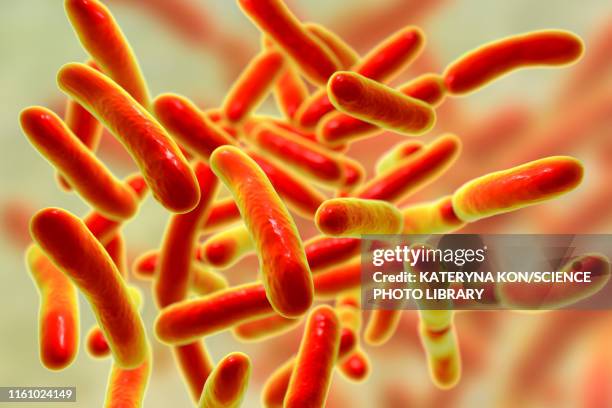 faecalibacterium prausnitzii bacteria, illustration - nutritional supplement stock illustrations