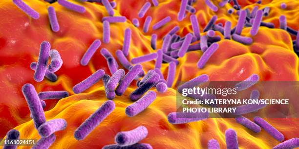 faecalibacterium prausnitzii bacteria, illustration - bowel cancer stock illustrations