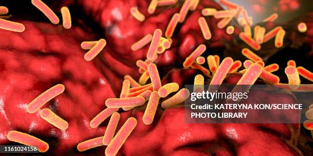 illustrations, cliparts, dessins animés et icônes de faecalibacterium prausnitzii bacteria, illustration - commensalisme