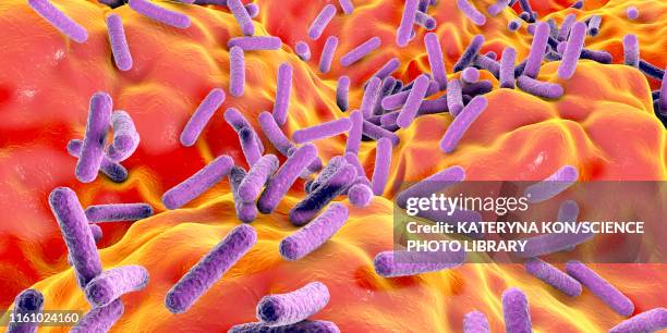 ilustraciones, imágenes clip art, dibujos animados e iconos de stock de faecalibacterium prausnitzii bacteria, illustration - simbiosis