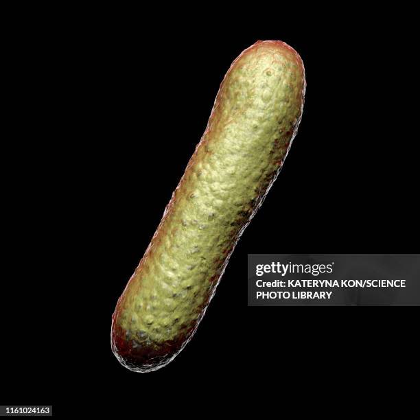 faecalibacterium prausnitzii bacteria, illustration - microbiome stock illustrations