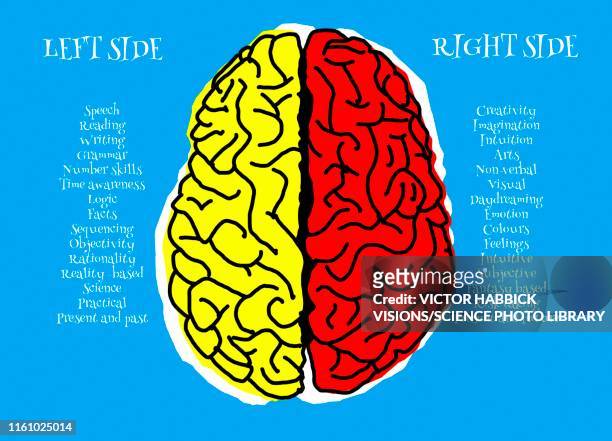 stockillustraties, clipart, cartoons en iconen met left and right brain, illustration - right cerebral hemisphere