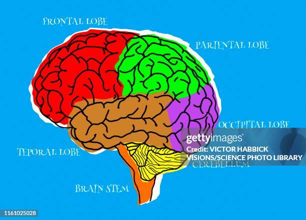 human brain lobes, illustration - human brain diagram stock illustrations