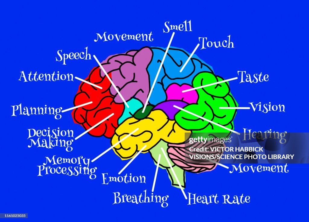 Lobe Functions Human Brain Lobes And Functions Illustration High-Res Vector Graphic ...