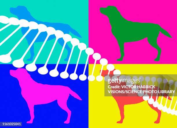 ilustraciones, imágenes clip art, dibujos animados e iconos de stock de dna and dogs, illustration - investigación genética
