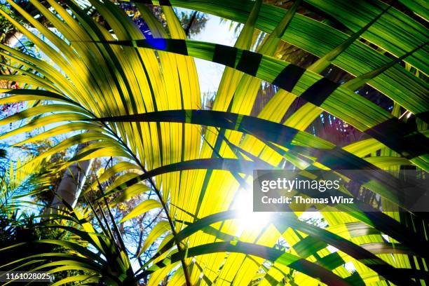 palm leaves - foglia di palma foto e immagini stock