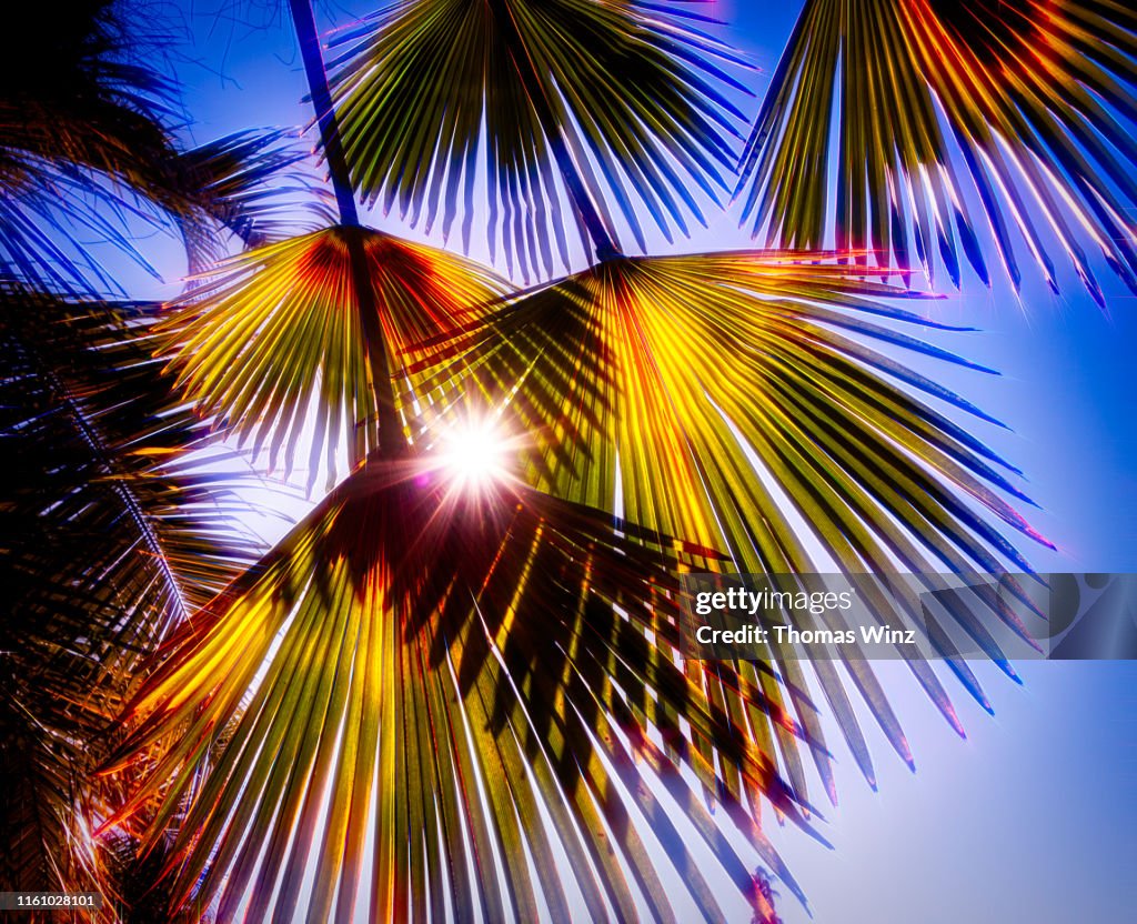 Glowing palm leaves