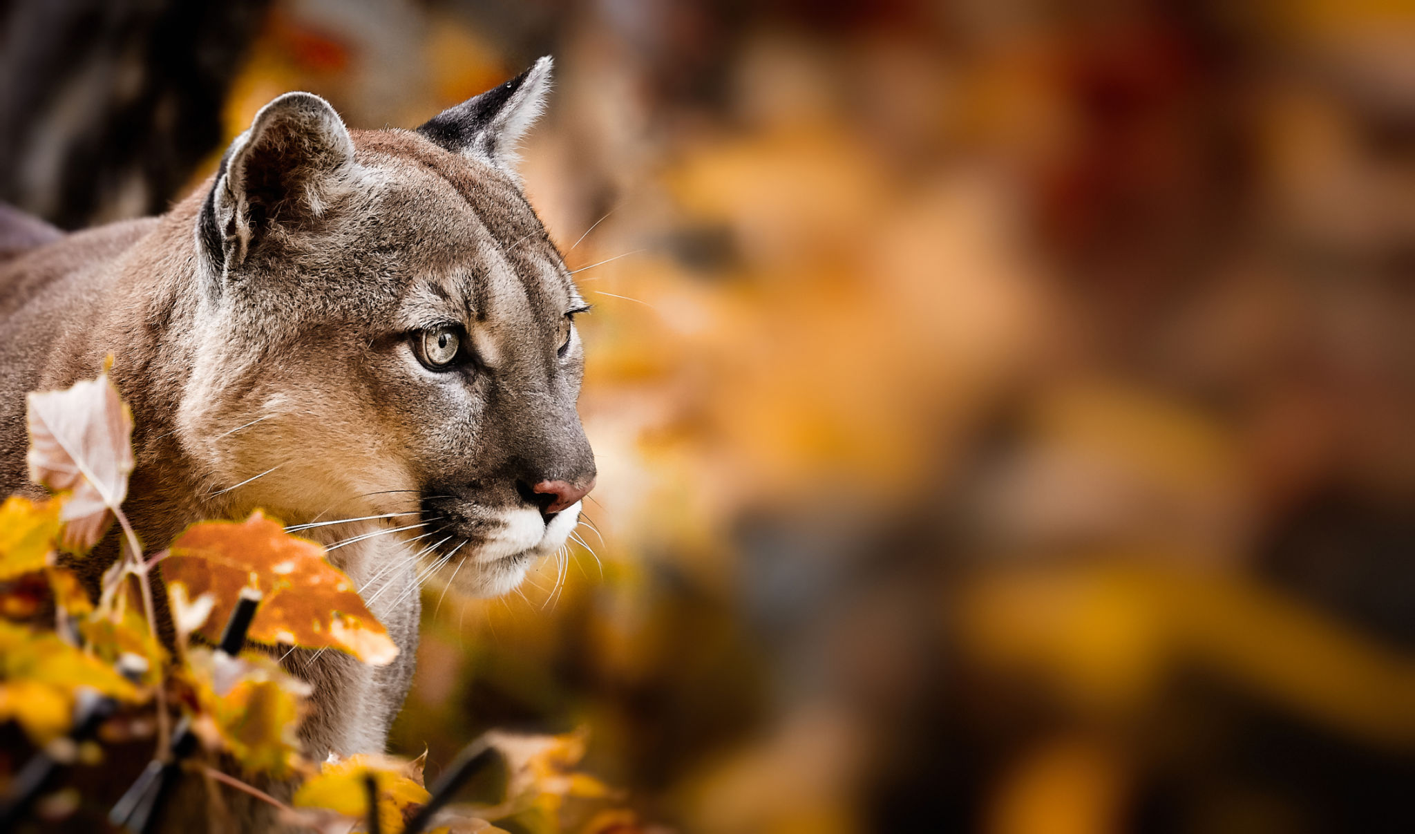 endangered species photography
