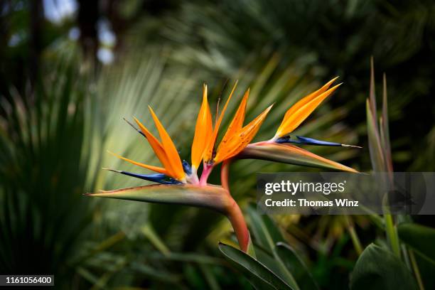bird of paradise - tropische blume stock-fotos und bilder