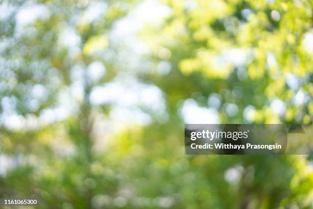 blur abstract background - leaf background foto e immagini stock