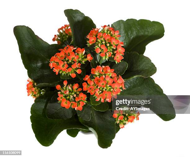 kalanchoe - kalanchoe stock pictures, royalty-free photos & images