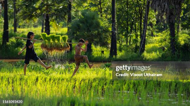 action two children walking transplant rice seedlings in rice field. - minoría miao fotografías e imágenes de stock