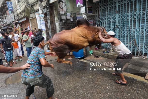 Bangladeshi Muslims try to restrain a bull for sacrifice during Eid al-Adha in Dhaka on August 12, 2019. - Muslims across the world celebrate the...