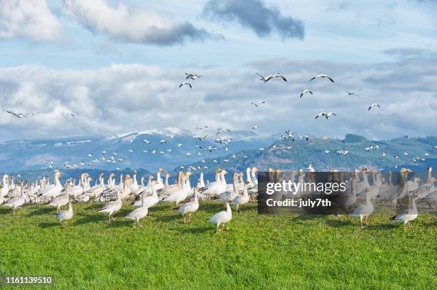 snow geese - mount vernon stock pictures, royalty-free photos & images