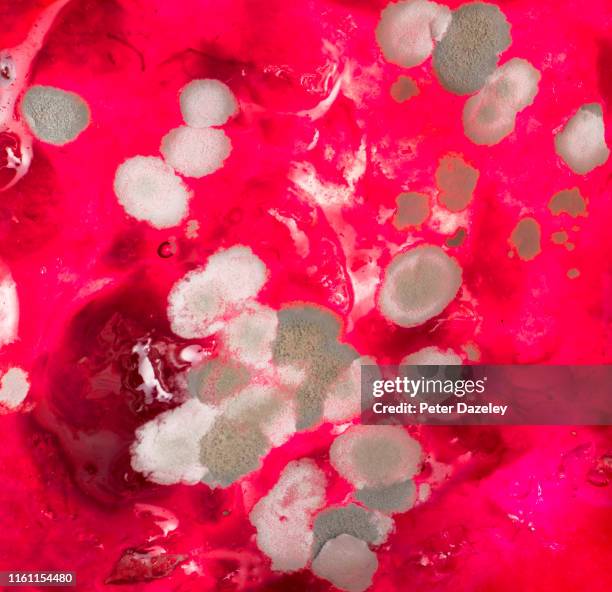 colourful bacteria in a petri dish - agargel stock-fotos und bilder