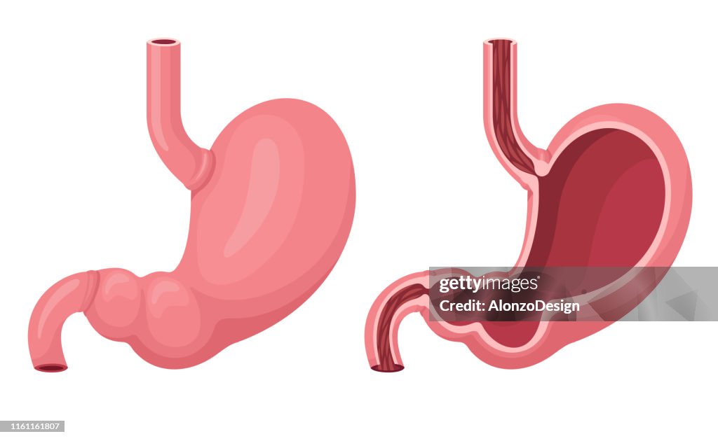 Estômago humano dentro e fora.