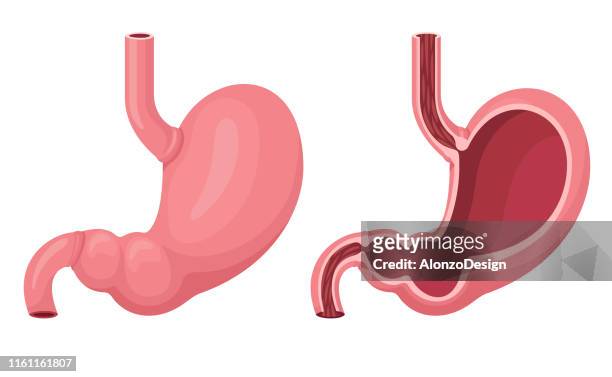 human stomach inside and outside. - stomach stock illustrations