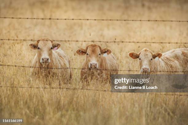 paddock whispers - beef stock pictures, royalty-free photos & images