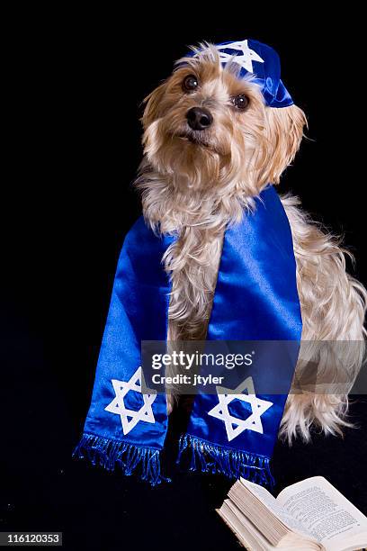 yorkie d'une kippa - hanukkah animal photos et images de collection