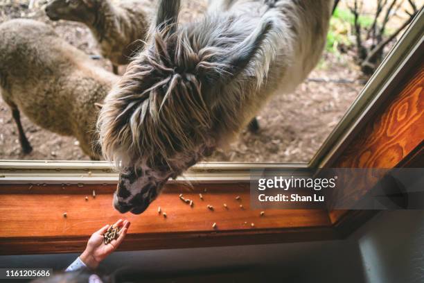 Young kids feeding llama at farm.
