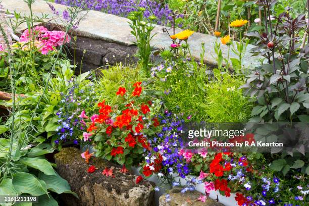 bright summer annuals in pots against a garden wall - lobelia stock pictures, royalty-free photos & images