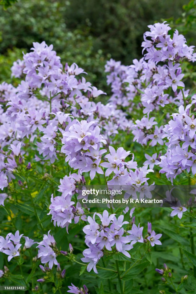 Campanula Lactiflora