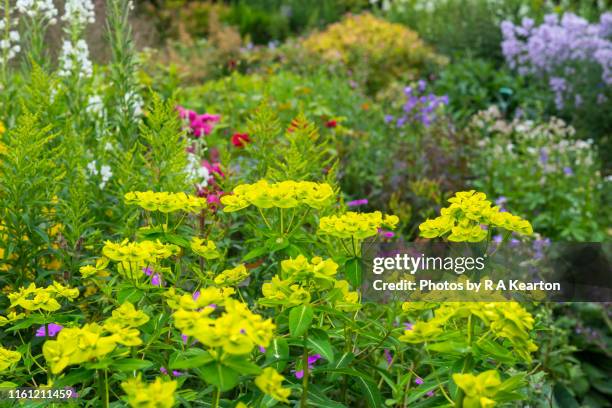 euphorbia cornigera in a summer border - euphorbiaceae stock pictures, royalty-free photos & images