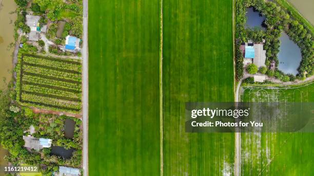 Rice View Rice Top View Photos and Premium High Res Pictures - Getty Images