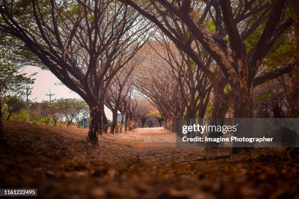 beautiful mysterious tree tunnel. ( dark tone ). - tunnel waterfall stock pictures, royalty-free photos & images