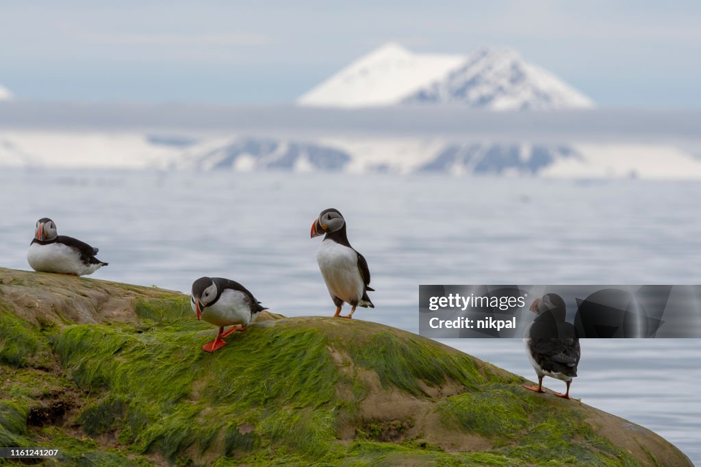 Group of Puffins on a rock covered with green seaweeds and mountains in the background - svalbard Islands