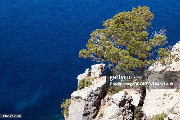 aleppo pine (pinus halepensis) grows on a rock in front of blue sea, near sant elm, majorca, balearic islands, spain - aleppo pine stock pictures, royalty-free photos & images