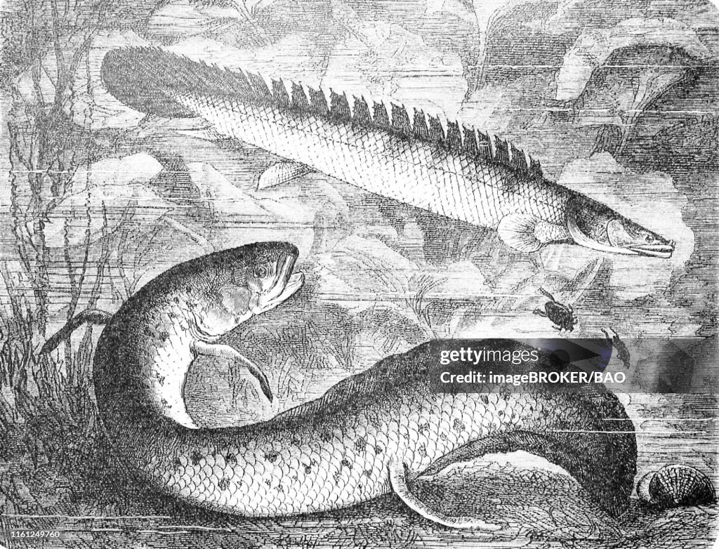 Nile bichir and West African lungfish, (Polypterus bichirnischer), (Protopterus annectens), 1881, historical woodcut illustration, Germany
