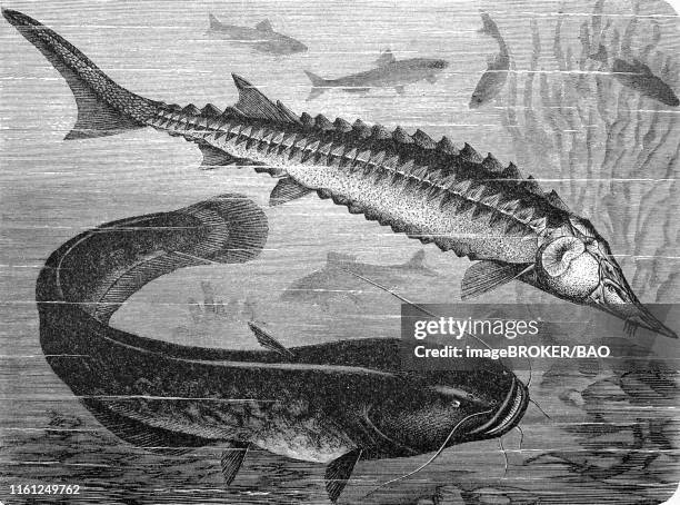 european sea sturgeon and wels catfish, (acipenser sturio), (silurus glanis), 1881, historical woodcut illustration, germany - siluridae stock illustrations