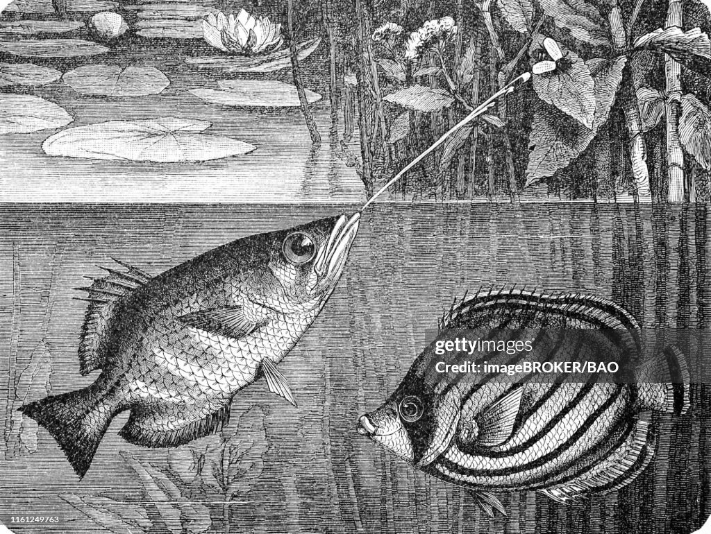 Banded archerfish and Scrawled Butterflyfish, (Toxotes jaculator, Chaetodon meyeri), 1881, historical woodcut illustration, Germany