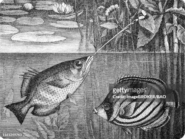 banded archerfish and scrawled butterflyfish, (toxotes jaculator, chaetodon meyeri), 1881, historical woodcut illustration, germany - archerfish stock illustrations