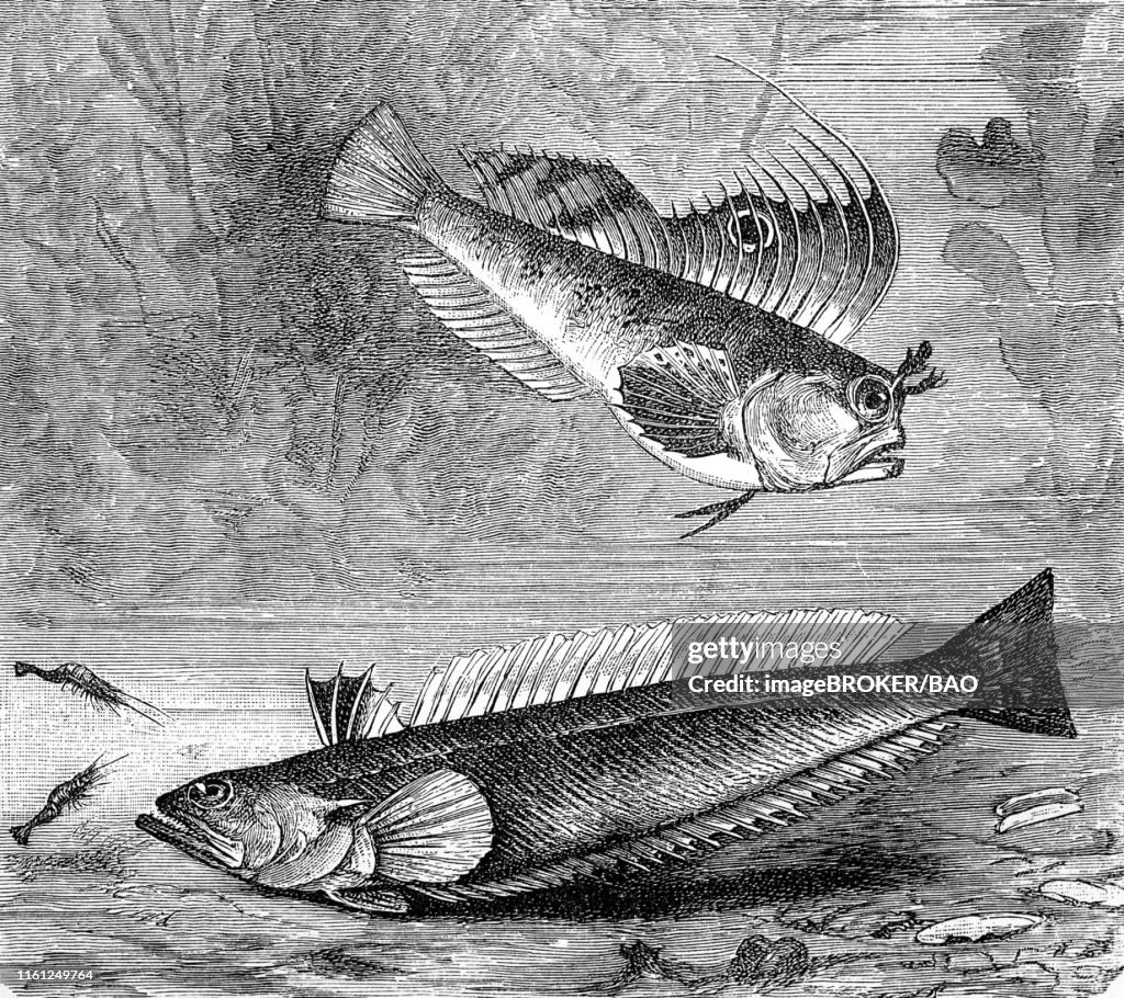Butterfly blenny and Greater weever, (Blennius ocellaris, Trachinus draco), 1881, historical woodcut illustration, Germany