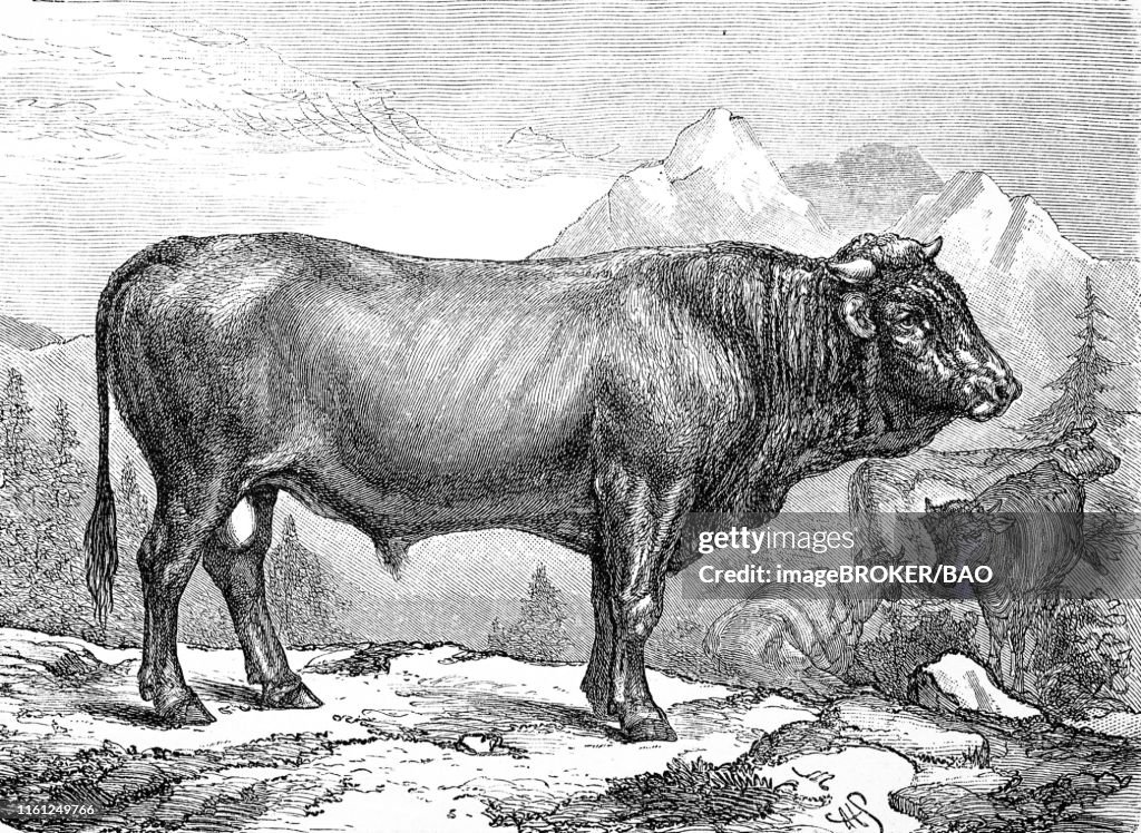 Cattle breed, a bull from a swiss breed, 1881, historical woodcut illustration, Switzerland