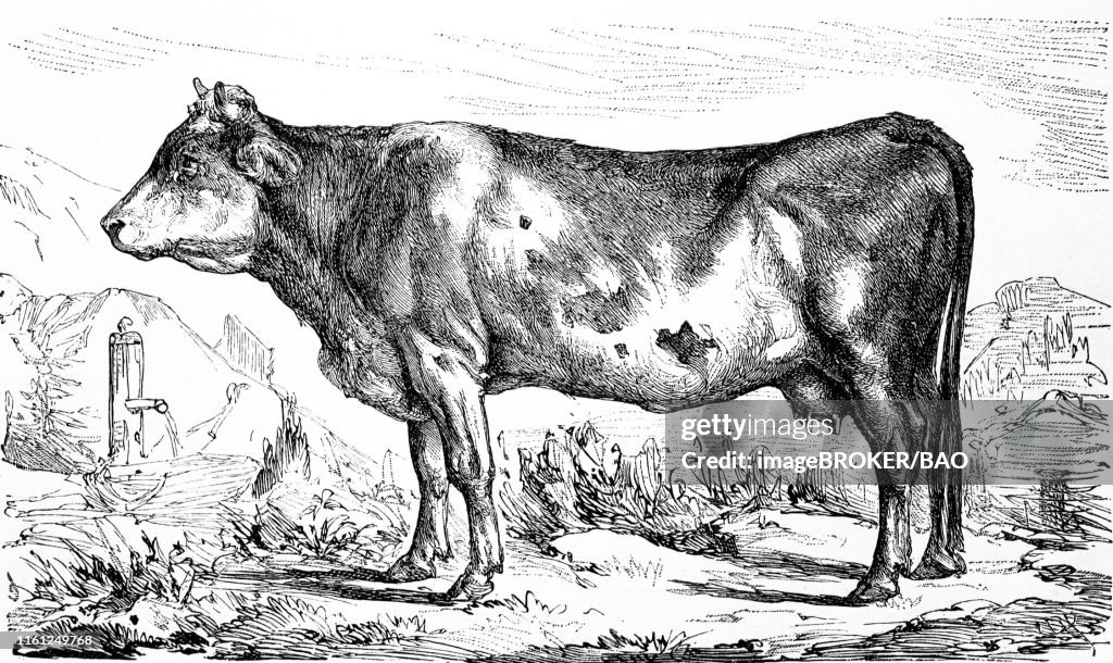 Cattle breed, a Bernese cow, 1881, historical woodcut illustration, Switzerland