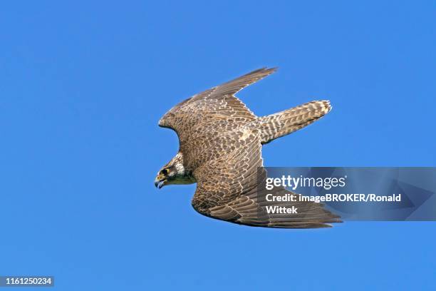 saker falcon (falco cherrug) flying, germany - saker falcon falco cherrug stock pictures, royalty-free photos & images