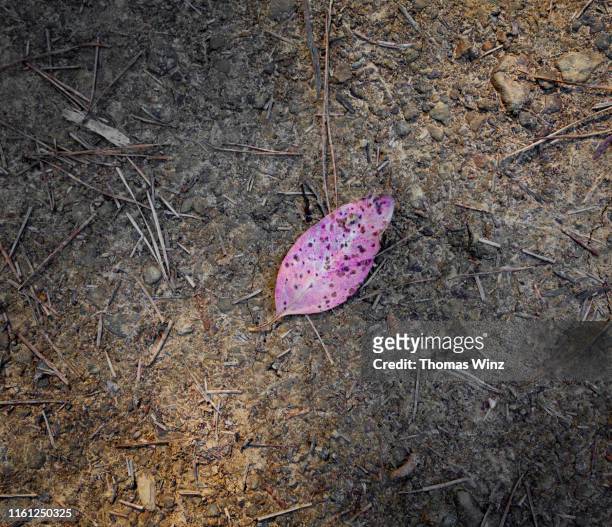 weathered leaf on forest floor - forest floor ストックフォトと画像