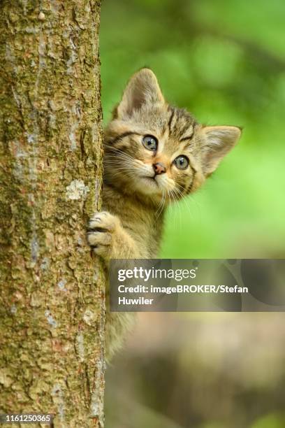 european wildcat (felis silvestris silvestris), young animal climbs on tree trunk, captive, switzerland - europäische wildkatze stock-fotos und bilder