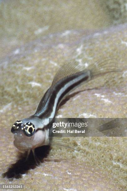 striped coralbleny - blenny stock pictures, royalty-free photos & images