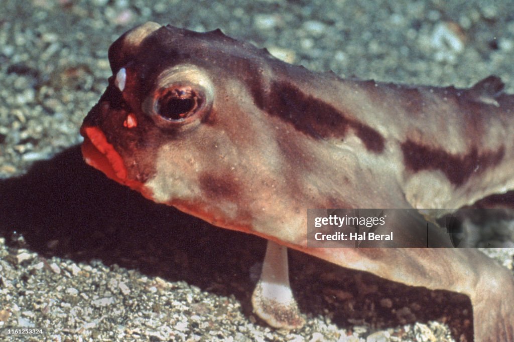 Batin Fish Redlipped Batfish Closeup High-Res Stock Photo - Getty Images