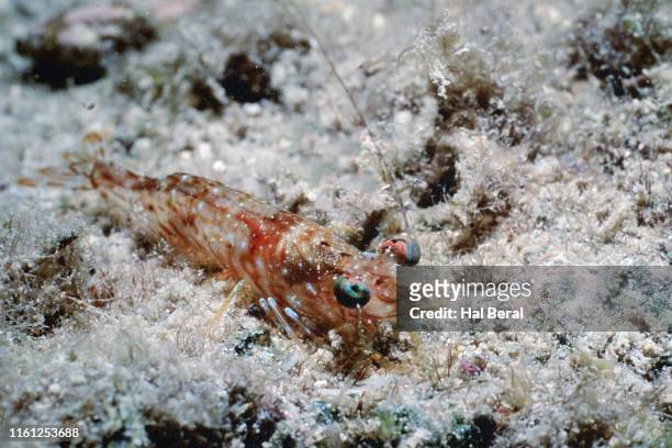 red night shrimp - red night shrimp stock pictures, royalty-free photos & images