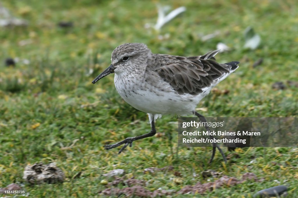 White-rumped sandpiper (Calidris fuscicollis), a long-distance migrant, foraging in grassland, Volunteer Point, Falkland Islands, South America