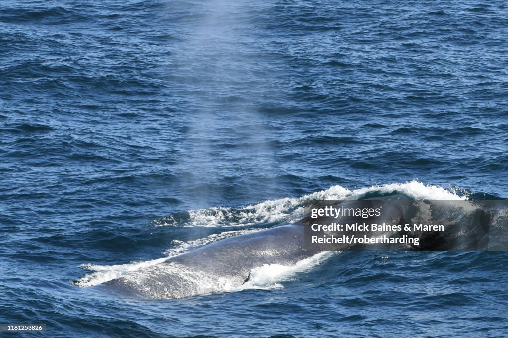 Blue whale (Balaenoptera musculus) surfacing, showing the remains of a blow and its mottled appearance, South Georgia, Polar Regions